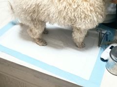 -关爱动物医院·心脏·中兽医·异宠(金牛路分院)