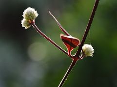 DSC_3429-广州锦绣香江度假别墅