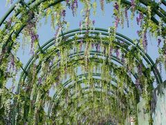 -杭州湾海上花田景区