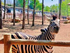 -大连森林动物园