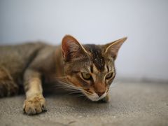 -喵屿·大理花园猫咖