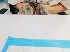 -lincat·猫舍(广州店)