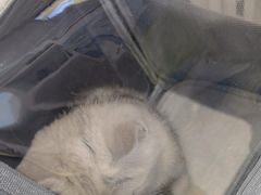 -关爱宠物医院·猫科中心·消化科(滨湖万达分院)