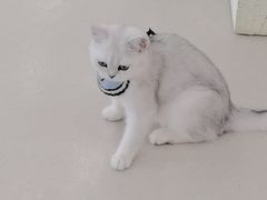 -共舞时光猫咖·狗咖(新街口店)