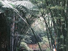 -蜀南竹海景区