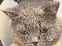 -创凡宠物医院·骨专科  猫科中心(西乡分院)