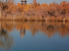 -金塔沙漠胡杨林景区