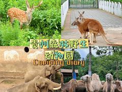 -贵州森林野生动物园