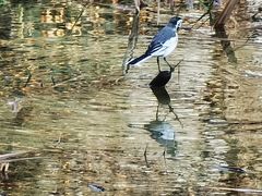 -贵阳市花溪国家城市湿地公园