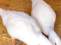 -前小桔亲子创意农场·草莓采摘·露营烧烤