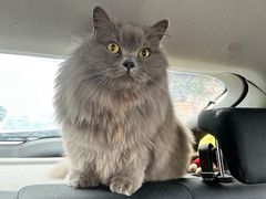-瑞派康怡24h宠物医院·犬猫医疗中心·微创绝育(瑞景分院)