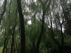 -柳浪闻莺公园