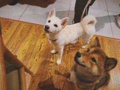 -柴务处·柴犬主题狗咖