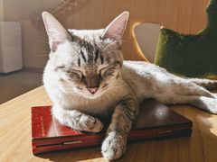 -猫和宫(六道口店)