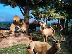 -国家自然博物馆