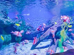 -乌鲁木齐海洋馆