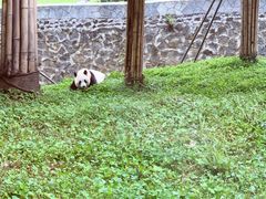 -都江堰中华大熊猫苑