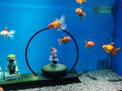 -合肥海洋世界
