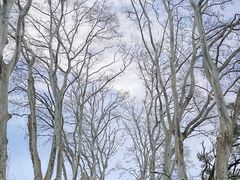 -武汉大学-樱园
