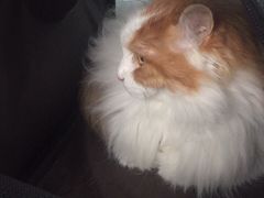 -北京赛佳动物医院