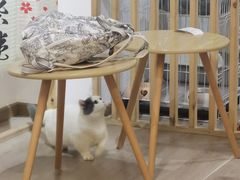 -柴迷FANS CLUB·柴犬狗咖·猫咖