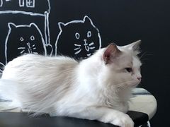 -瞄一喵猫咖(格力海岸店)