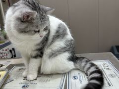 -四月宠物医院·猫专科·心脏专科·内科(转塘店)