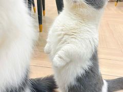 -安格丽娜·狗咖·猫咖羊驼咖(春熙路百盛商场店)