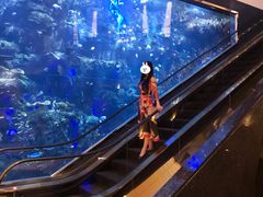 -迪拜帆船酒店海底餐厅