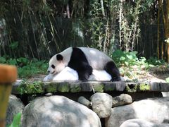-广州长隆野生动物世界