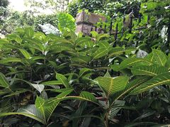 -黄埔荔枝公园