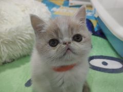 -糯米喵星人·撸猫猫舍咖啡馆(西市场嘉华店)