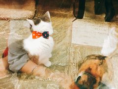 -猫咪博物馆(顶澳仔猫街店)