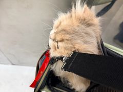 -爱洗澡的猫(望京店)