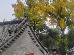 -泰山风景名胜区-普照寺