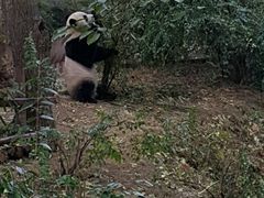 -成都大熊猫繁育研究基地