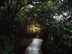 -大围山国家森林公园