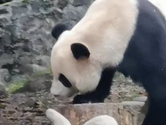 -都江堰中华大熊猫苑