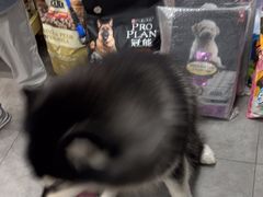 -帕帕拉兹宠物(亚洲旗舰店)