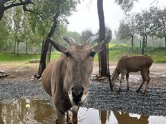 -北京野生动物园