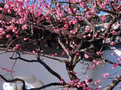 -梅花山(明孝陵内)