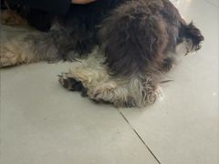 -瑞鹏宠物医院·猫专科·眼专科·产科(厚街店)