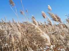 -野鸭湖国家湿地公园