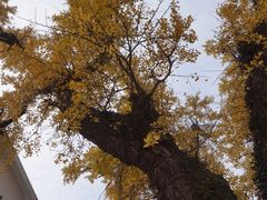 -东山风景区(洞庭东山)
