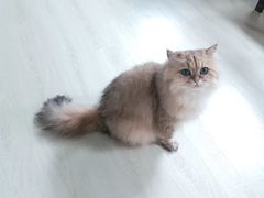 -豆逗聊愈猫阁Easy Life