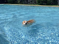 -汪说喵讲宠物乐园宠物酒店(红星美凯龙店)