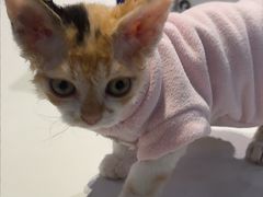 -爪爪喵星球·猫舍(卓悦中心店)