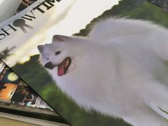 -美联众合动物医院·24h转诊中心