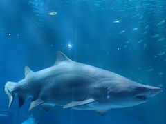 -海合安成都极地海洋公园
