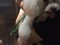 -Goku PET SHOP宠物视觉生活馆(双井店)